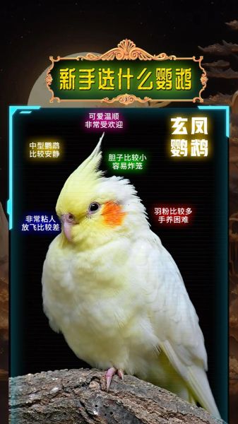鹦鹉图片大全_如何挑选高清鹦鹉图