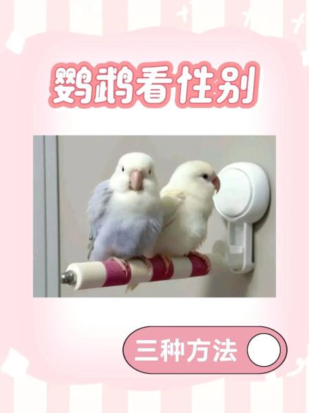 鹦鹉图片大全_如何挑选高清鹦鹉图