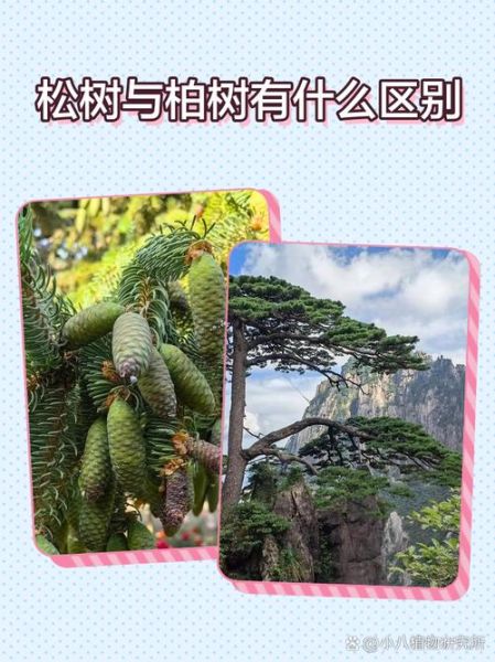 松柏图片大全_如何区分松与柏