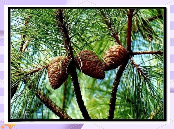 松柏图片大全_如何区分松与柏