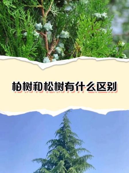 松柏图片大全_如何区分松与柏