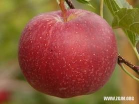 孕妇梦见水果是什么意思_孕妇梦见水果生男生女