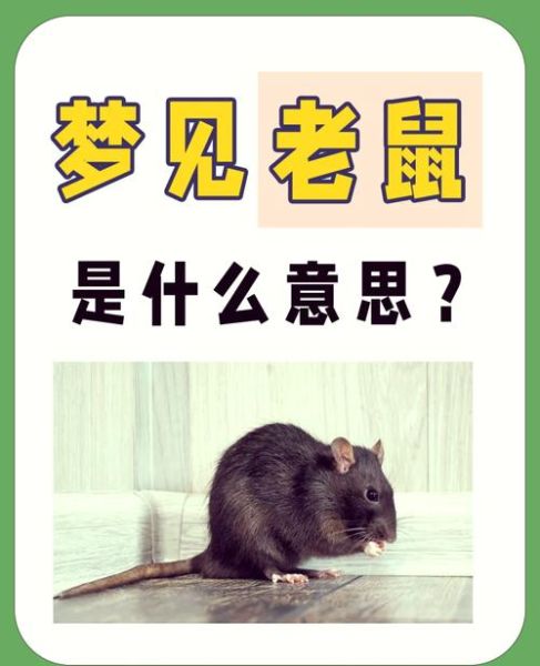 梦见老鼠咬我_周公解梦准吗