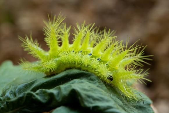 梦到绿色虫子是什么意思_绿色虫子梦境解析