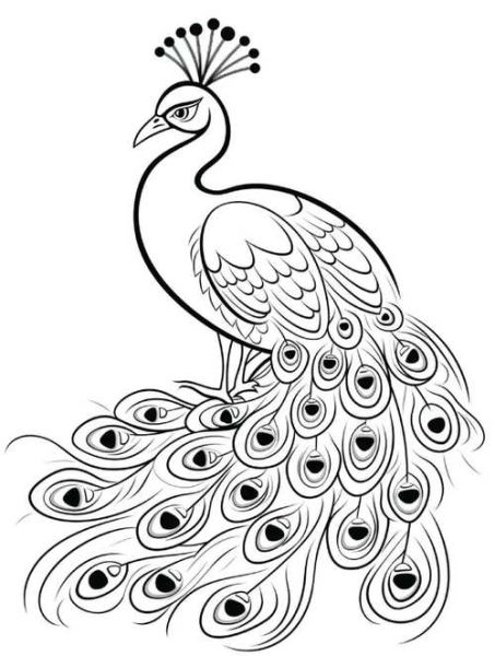 孔雀画画美术图片大全_如何画孔雀羽毛细节