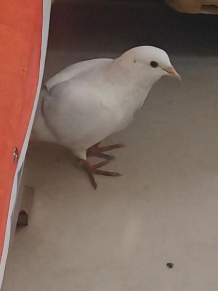 孕妇梦到鸽子是什么意思_孕妇梦见白鸽生男生女