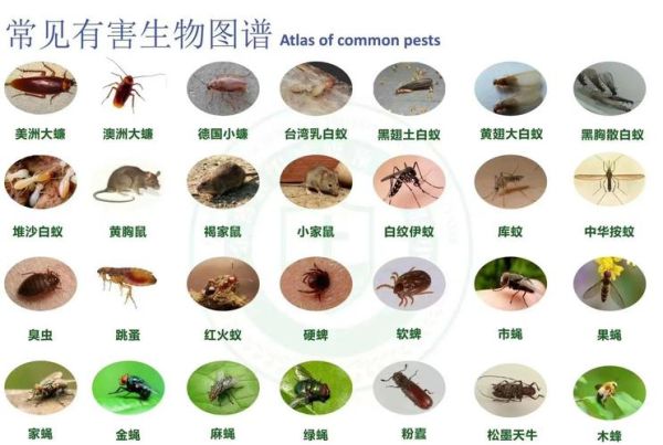 家里常见虫子图片大全_如何识别与防治