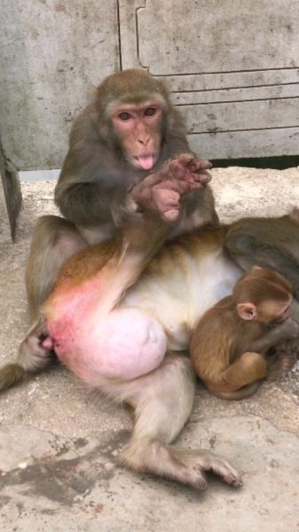 孕妇梦到猴子是什么意思_胎梦预示生男生女