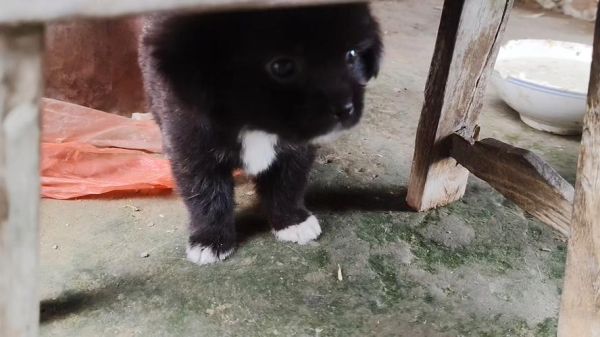 小黑狗图片大全_如何挑选高清壁纸