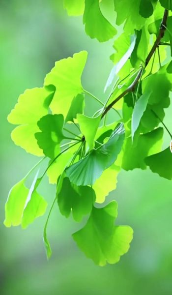 绿叶图片大全高清_如何拍出通透感