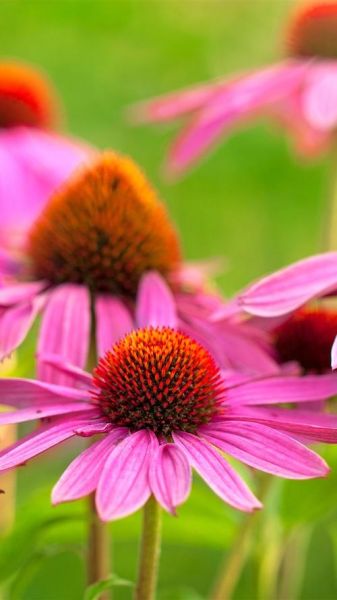 花图片大全大图怎么下载_高清花卉壁纸去哪找