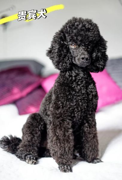 小型犬不掉毛品种推荐_哪些狗狗适合过敏体质