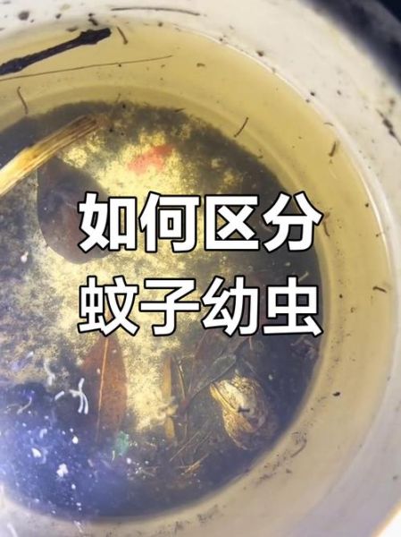 蚊子图片大全_如何辨别常见蚊种