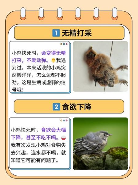 梦到很多小鸡是什么意思_周公解梦与心理暗示