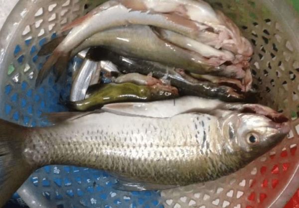 宝宝身上有鱼腥味_鱼腥味宝宝正常吗