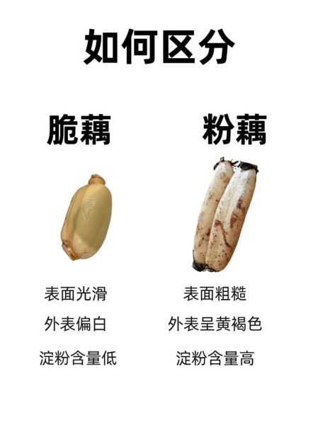 莲藕图片大全大图_莲藕怎么挑选才新鲜