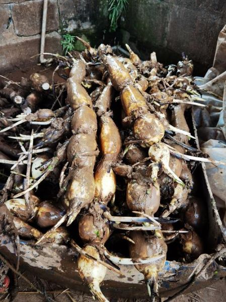 莲藕图片大全大图_莲藕怎么挑选才新鲜