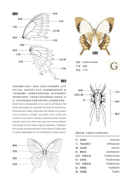 蝴蝶图片大全_如何快速识别常见种类