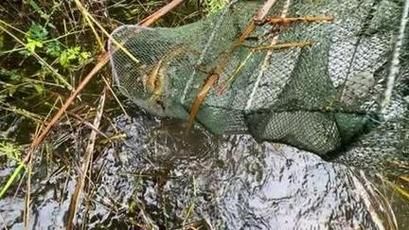 梦到抓黄鳝是什么意思_梦见抓黄鳝预示什么