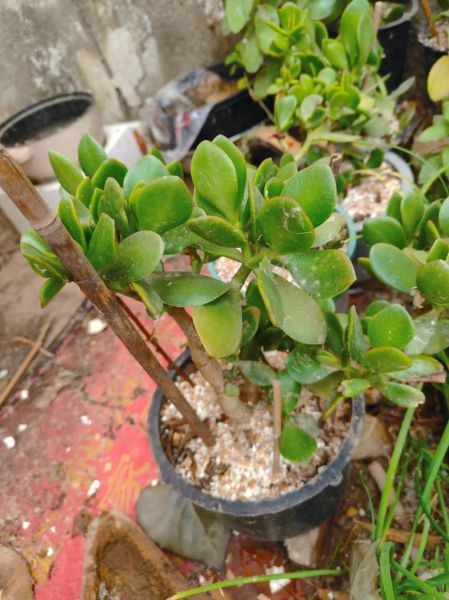 玉树图片大全_玉树怎么养才更绿