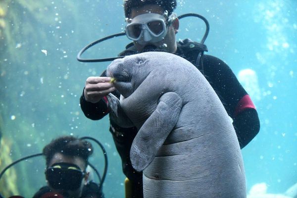 海牛图片大全_海牛长什么样