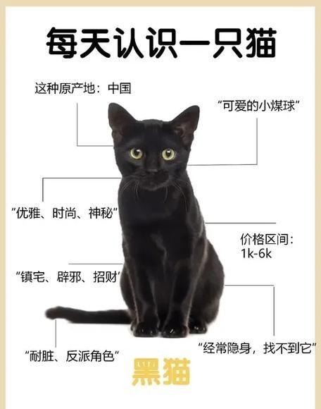 梦到黑猫是什么意思_黑猫梦境解析