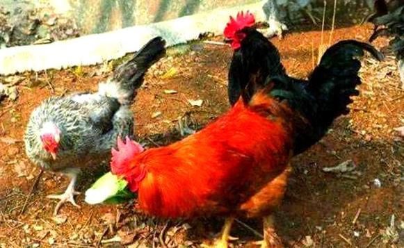 梦到小鸡是什么意思_梦到小鸡是吉兆吗