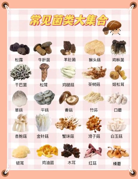 蘑菇种类大全及图片_常见可食用蘑菇有哪些