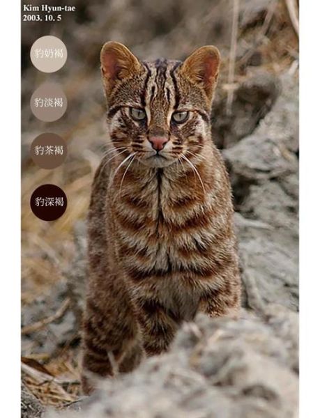 猫科动物图片大全_如何分辨豹猫与家猫