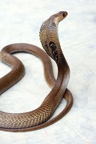 蛇照片大全图片_蛇类高清图鉴怎么拍