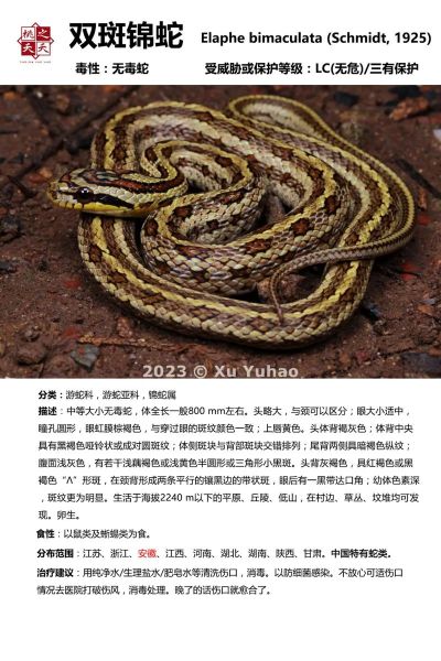 蛇照片大全图片_蛇类高清图鉴怎么拍