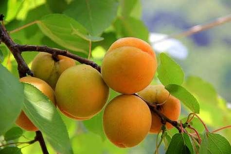 梦到偷杏是什么意思_偷杏梦境预示什么