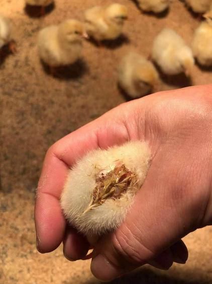 梦到小鸡仔是什么意思_梦见小鸡仔预示什么