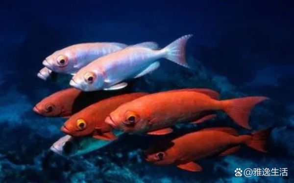 五彩鱼图片大全_如何挑选高清壁纸