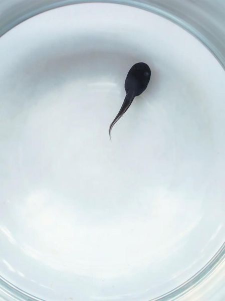 蝌蚪图片大全_蝌蚪长什么样