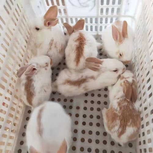 梦到白兔子是什么意思_白兔梦境预示什么