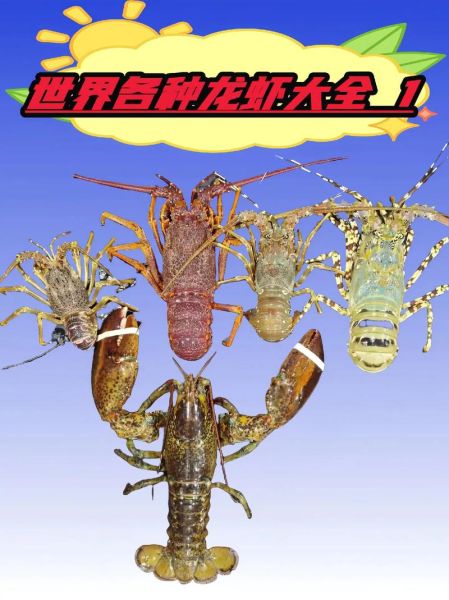 梦到大龙虾是什么意思_梦到大龙虾预示着什么