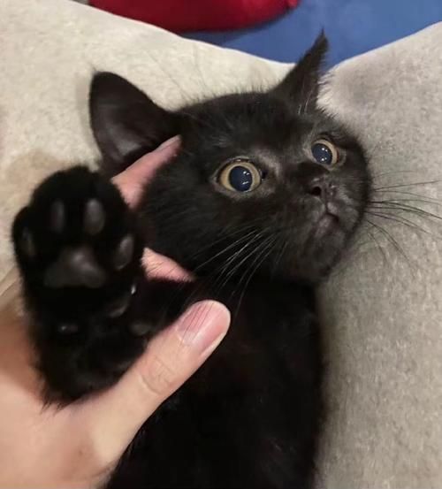 梦到小黑猫是什么意思_黑猫入梦预示什么