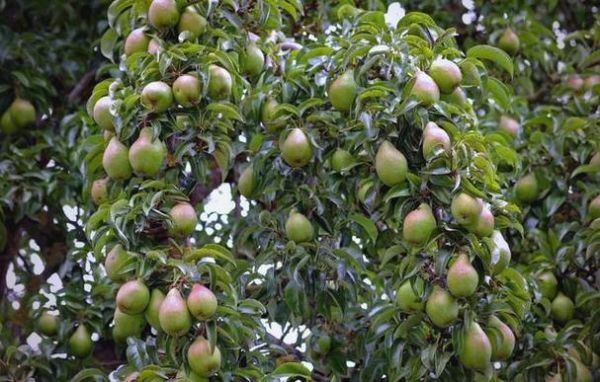 梦到梨树是什么意思_梨树梦境解析