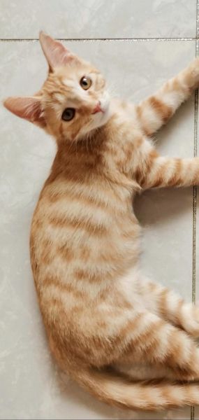 小猫图片大全哪里找_如何挑选高清可爱猫咪图