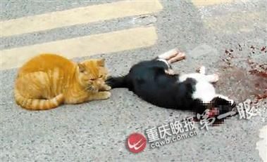 梦到被车撞死是什么意思_梦见车祸死亡预示什么