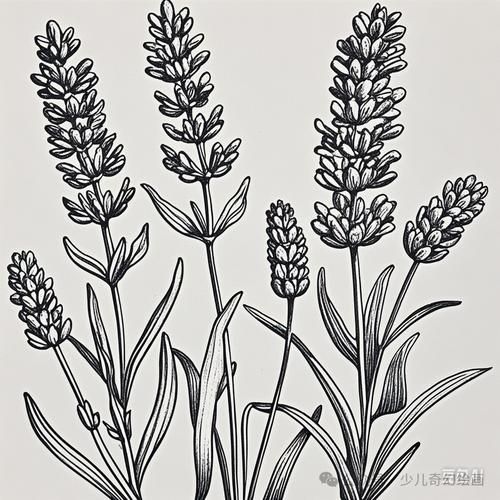 薰衣草简笔画怎么画_薰衣草简笔画图片大全