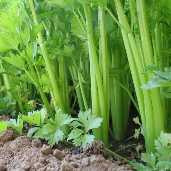 芹菜图片大全_芹菜种类有哪些