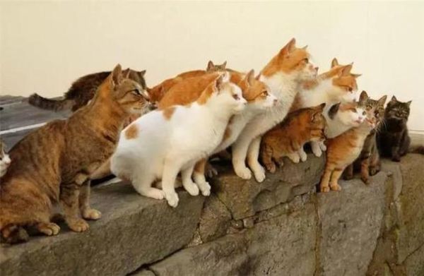 梦到好多猫是什么意思_猫群梦境解析