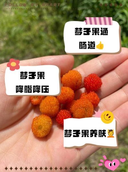 梦到摘树上的果子吃_梦见摘果子吃是什么预兆