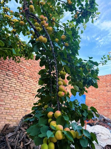 梦到摘树上的果子吃_梦见摘果子吃是什么预兆