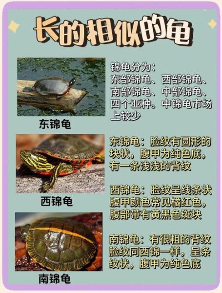 龟图片大全大图_高清龟类图鉴哪里找