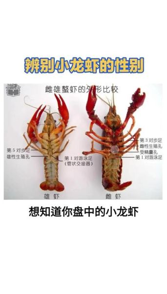 梦到好多龙虾是什么意思_龙虾梦境解析