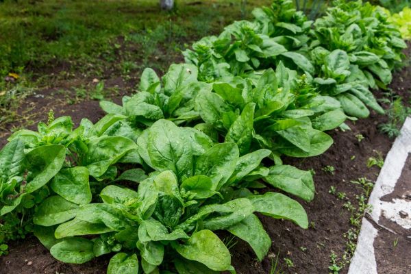 孕妇梦见菠菜是什么意思_孕妇梦到菠菜生男生女