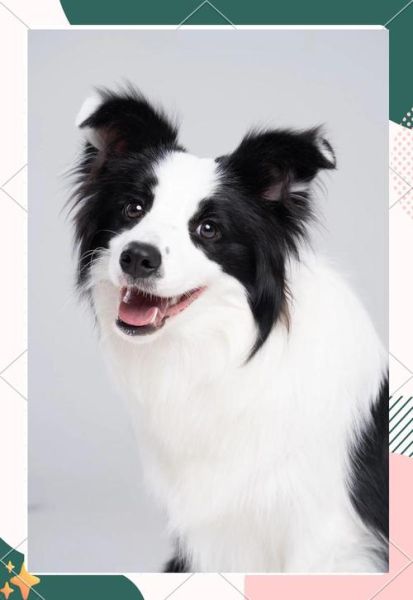 梦见狗狗生宝宝是什么意思_周公解梦准不准